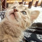 کمک کنید این پسر دو ماهه از تنهایی و آوارگی در بیاد .