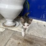 واگذاری گربه شیطون و بازیگوش و مهربون