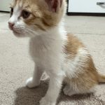 واگذاری گربه