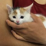 گربه ماده ۱ ماهه