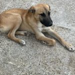 چشم امید به خانه ای گرم دوخته