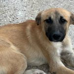 چشم امید به خانه ای گرم دوخته