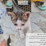 واگذاری گربه شیطون و بازیگوش و مهربون