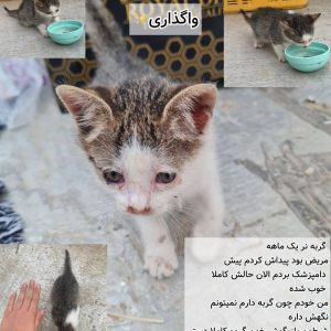 واگذاری گربه شیطون و بازیگوش و مهربون
