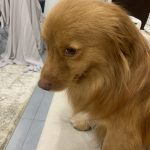 واگذاری سگ نژاد کوچک