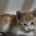 واگذاری گربه