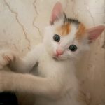 گربه ماده ۱ ماهه