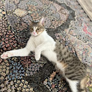 گربه dsh