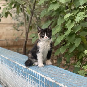 بچه گربه شیطون و بازیگوش