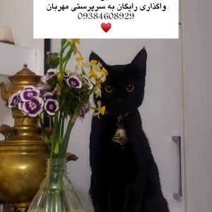 واگذاری گربه