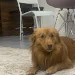 واگذاری سگ نژاد کوچک