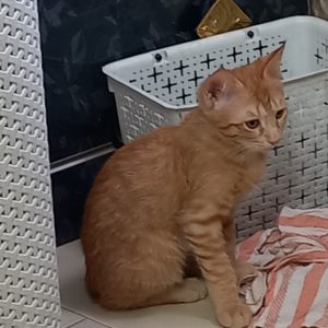 ستا گربه دوماهو ده روزه