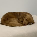 سگ رها شده نیاز به سرپرست متعهد