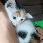 گربه ماده ۱ ماهه