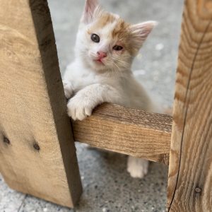 واگذاری بچه گربه