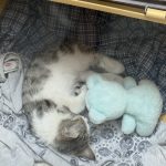 � واگذاری فرشته‌ی کوچولو  “نمک” دنبال یک قلب مهربونه! 🐾