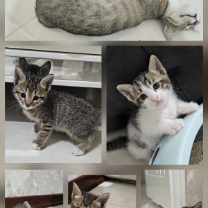 واگذاری بچه گربه