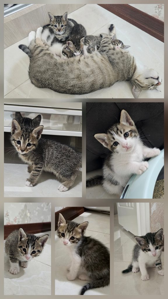 واگذاری بچه گربه