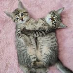 واگذاری فرشته زیبا