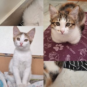 واگذاری بچه گربه dsh