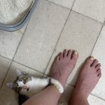 � واگذاری فرشته‌ی کوچولو  “نمک” دنبال یک قلب مهربونه! 🐾