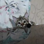 واگذاري فلفل خانم (گربه)