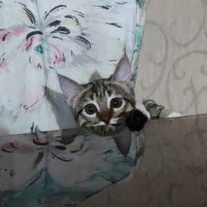 واگذاري فلفل خانم (گربه)