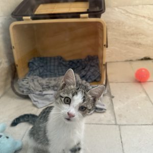 � واگذاری فرشته‌ی کوچولو  “نمک” دنبال یک قلب مهربونه! 🐾