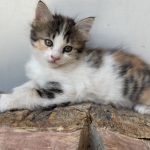 واگذاری بچه گربه