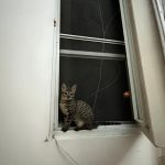واگذاري فلفل خانم (گربه)