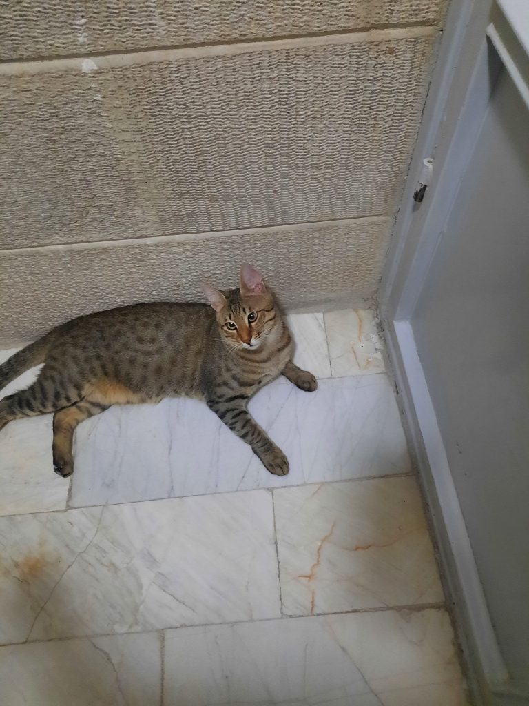 واگذاری گربه