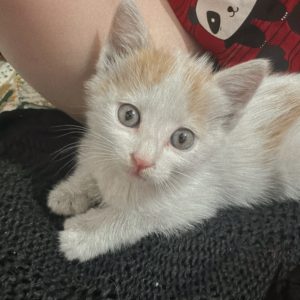 واگذاری گربه ۴۰ روزه شیطون و بشدت بغلی