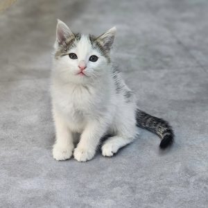 واگذاری بچه گربه