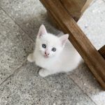 واگذاری بچه گربه