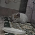 واگذاری گربه ۴۰ روزه شیطون و بشدت بغلی