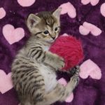 واگذاری فرشته زیبا