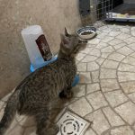 گربه dsh