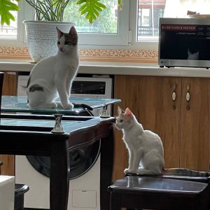 گربه dsh