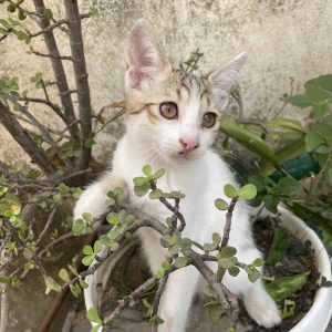 واگذاری رایگان گربه