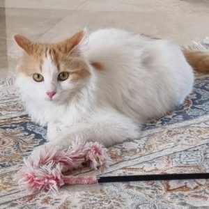 واگذاری گربه