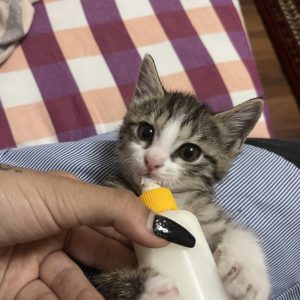 واگذاری رایگان بچه گربه به همراه وسایل