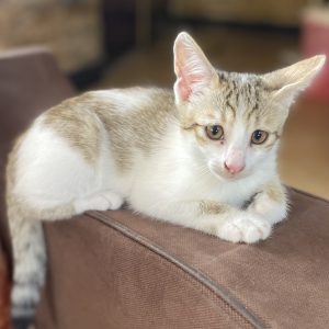 واگذاری رایگان بچه گربه