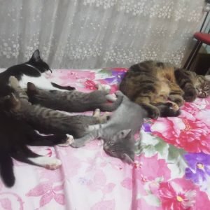 واگذاری فوری سه بچه گربه