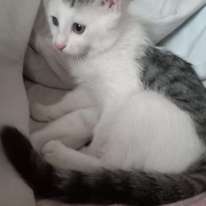 واگذاری بچه گربه
