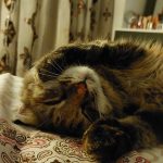 واگذاری گربه دی ال چ یک ساله