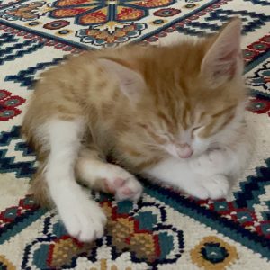 واگذاری بچه گربه