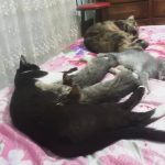 واگذاری  فوری  سه بچه گربه
