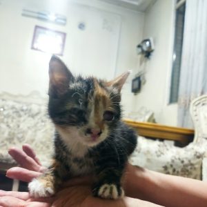 واگذاری 2بچه گربه 1ماهه