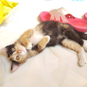 واگذاری فوری گربه ۲ماهه