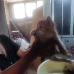 واگذاری 2بچه گربه 1ماهه